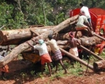 What is illegal logging?