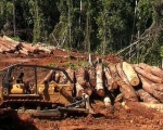 EU and Vietnam join agreement to address illegal logging