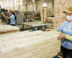 Chinese wood enterprises “sweep” the Vietnamese wood