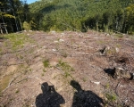 VN classified as low risk under EU anti-deforestation regulation